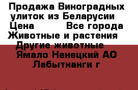 Продажа Виноградных улиток из Беларусии › Цена ­ 250 - Все города Животные и растения » Другие животные   . Ямало-Ненецкий АО,Лабытнанги г.